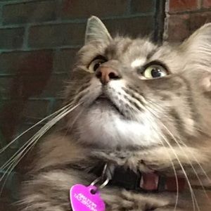 Meet your Posher, Scarlett